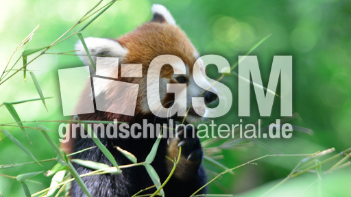 Kleiner_Panda (9).jpg